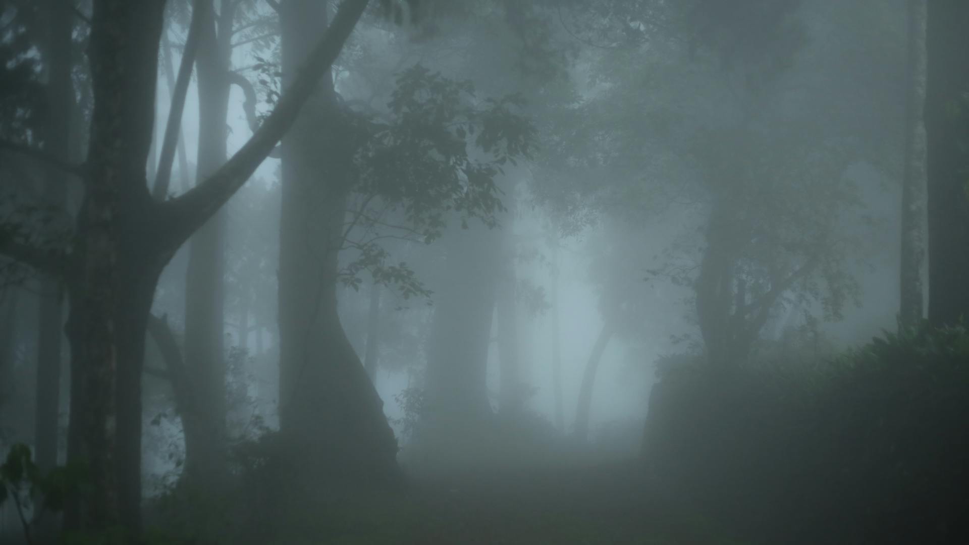 Explore the enchanting, fog-laden forest path that evokes mystery and calm.